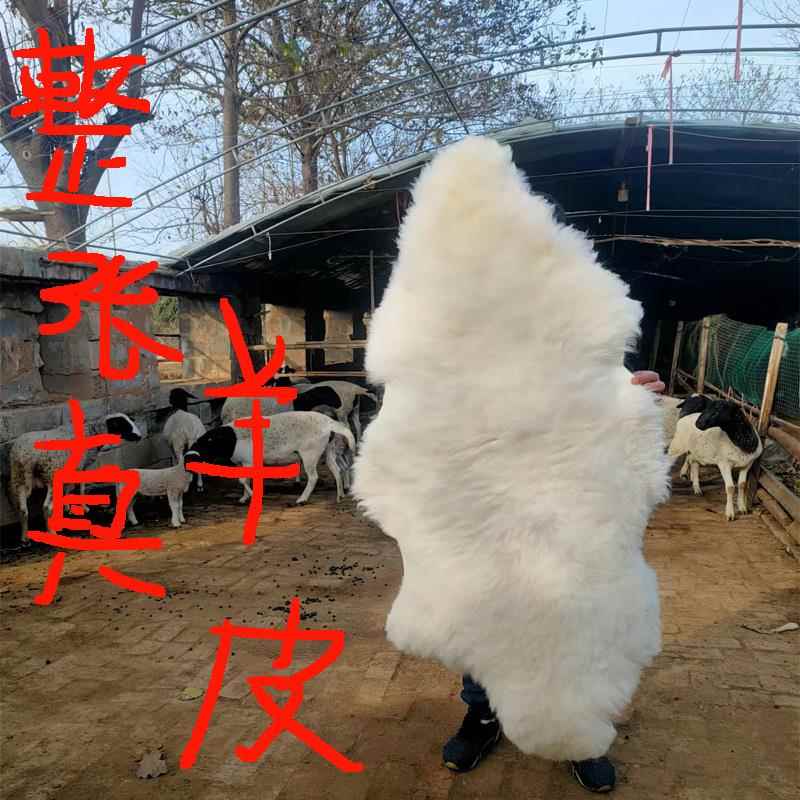 整张羊皮汽车坐垫皮毛一体飘窗垫沙发垫地毯客厅装饰纯羊毛椅垫子
