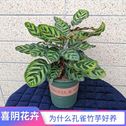 喜阴的花