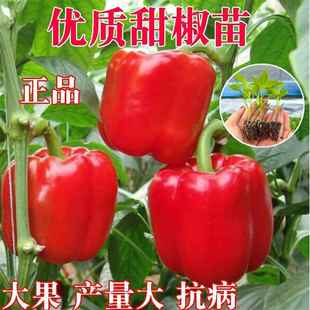 彩色绿甜椒苗红灯笼椒苗五彩甜椒菜苗水果黄红青辣椒蔬菜秧苗种子