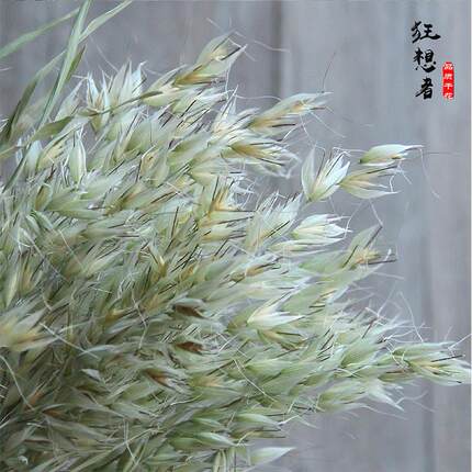 狂想者野燕麦森系自然干花束真花家居装饰插花云南厂家