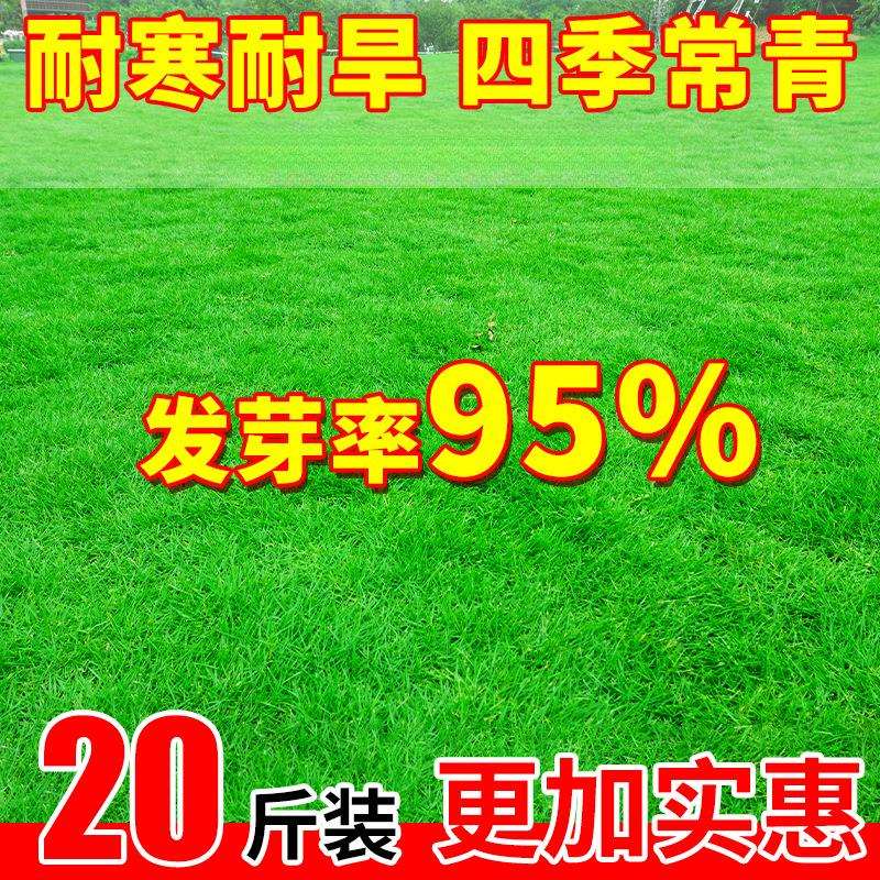 草坪草籽四季常青地毯草庭院绿化黑麦草狗牙根护坡固土草子种籽孑