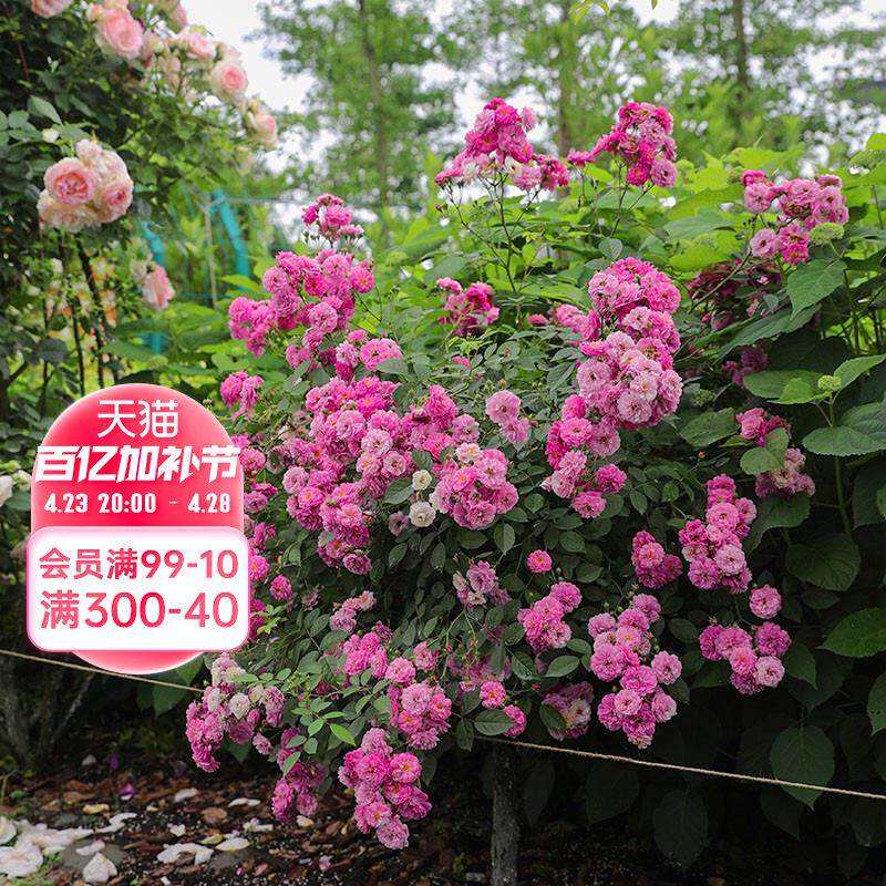 海蒂的花园 甜蜜马车微月浓香多头好养阳台庭院盆栽花卉植物花苗