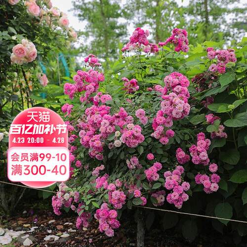 海蒂的花园 甜蜜马车微月浓香多头好养阳台庭院盆栽花卉植物花苗