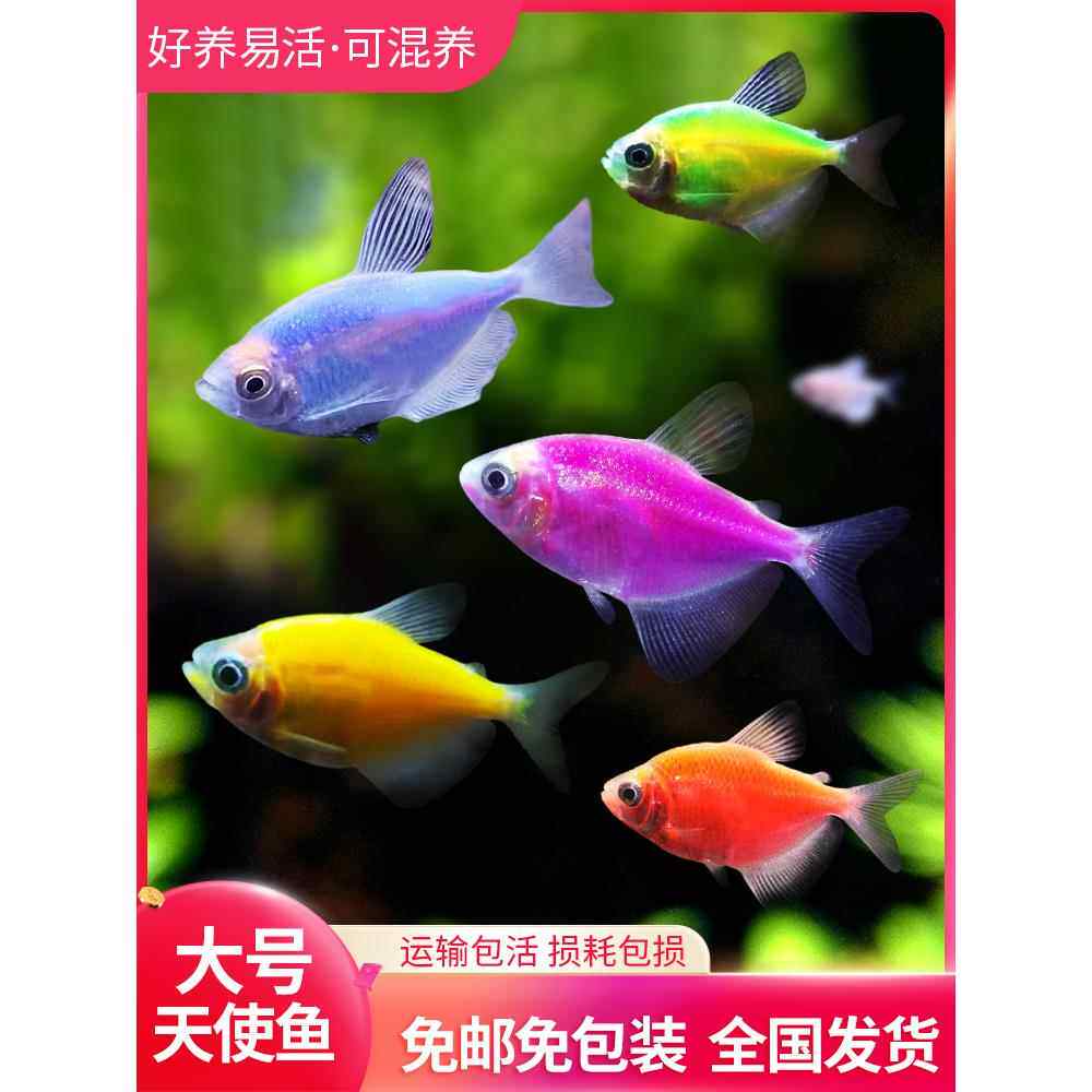 天使鱼大号观赏鱼热带鱼淡水好养耐活群游七彩红天使紫天使柠檬黄