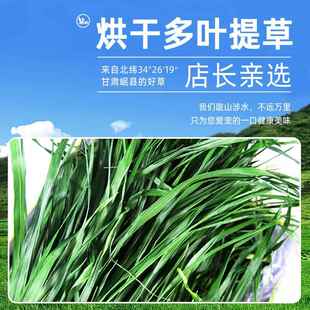 2M-815年南提烘4多叶提西草干草兔子草兔粮龙猫干摩荷兰猪提草提