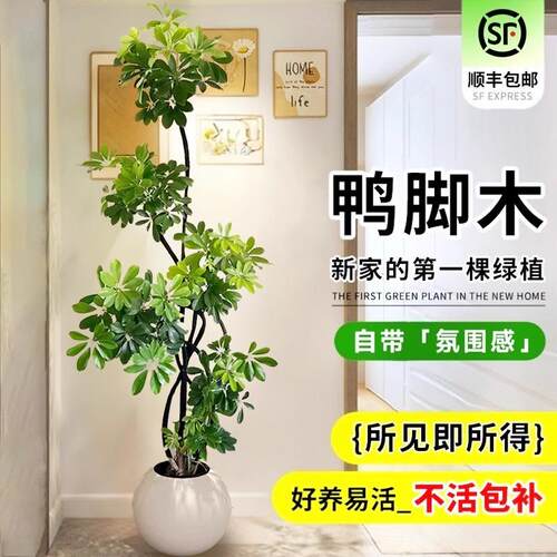 鸭脚木客厅大型盆栽室内落地式植物鸭掌木鹅掌柴八方来财真造型
