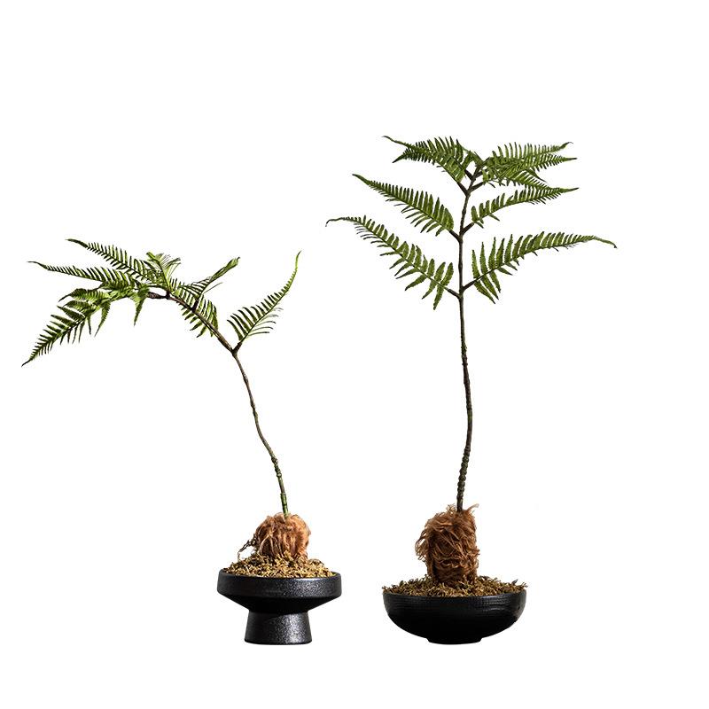 新中式仿真文竹植物微景观造景花书房茶艺室案头装饰品摆件