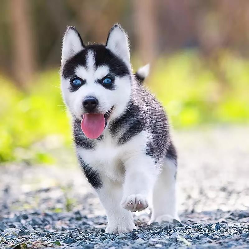 纯种哈士奇幼犬中型犬三火蓝眼哈士奇犬二哈狗活体宠物狗狗雪橇犬