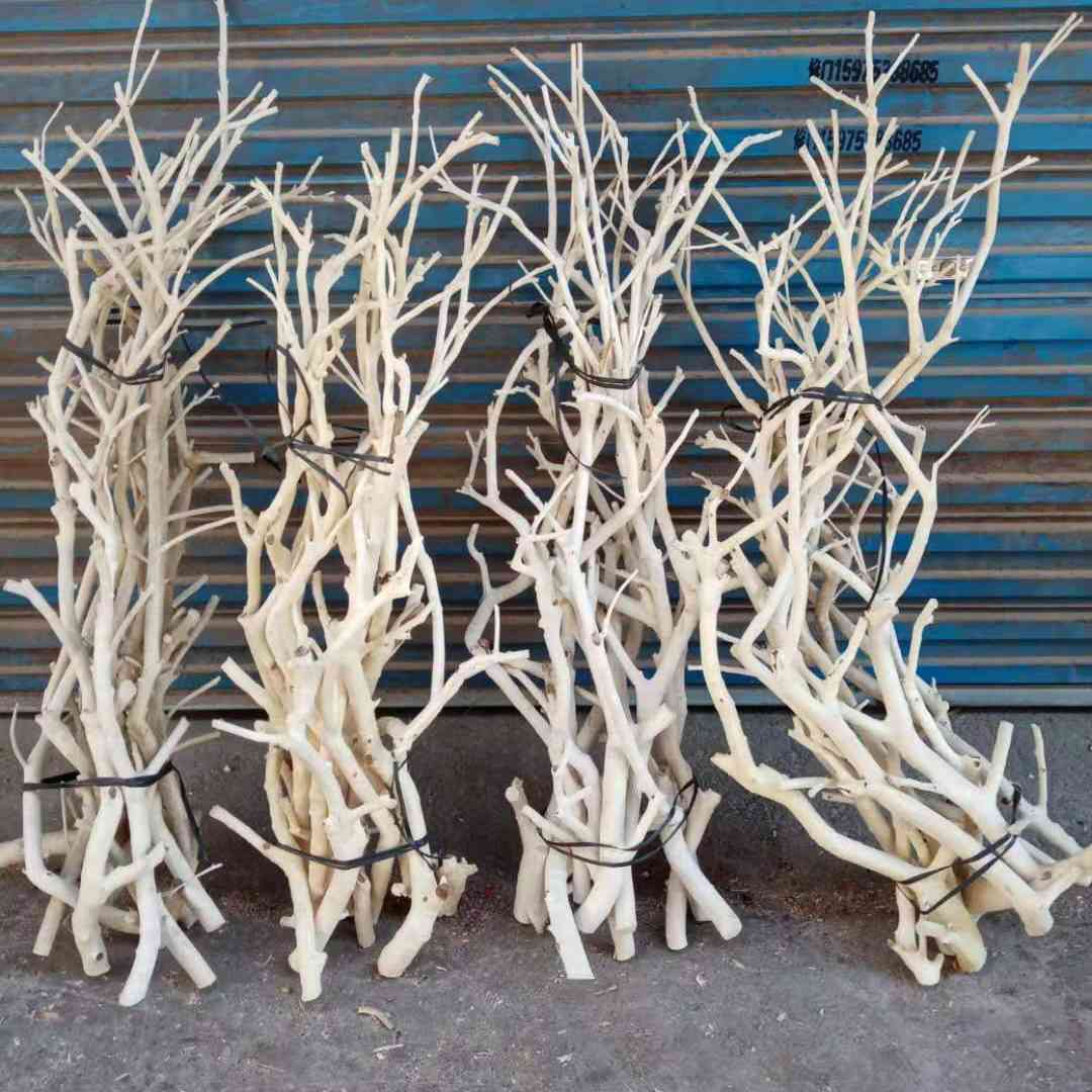 龙骨树枝桔子树剥皮枯树杆花店面橱窗摆放装饰枯枝天然白树枝