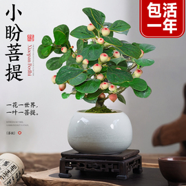 小盼菩提树盆栽带果绿植，室内禅意盆景办公室花卉，植物桌面好养摆件