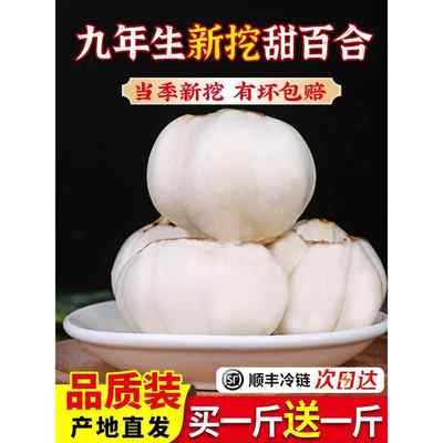 甘肃兰州新鲜百合新挖百合500g新鲜食用生甜白合非干货特产级包邮