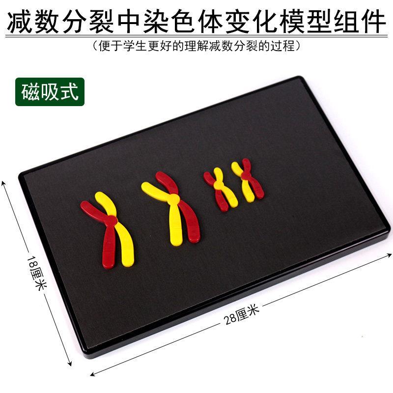 J33005减数分裂中染色体变化模型组件细胞磁性初中高实验科普教学