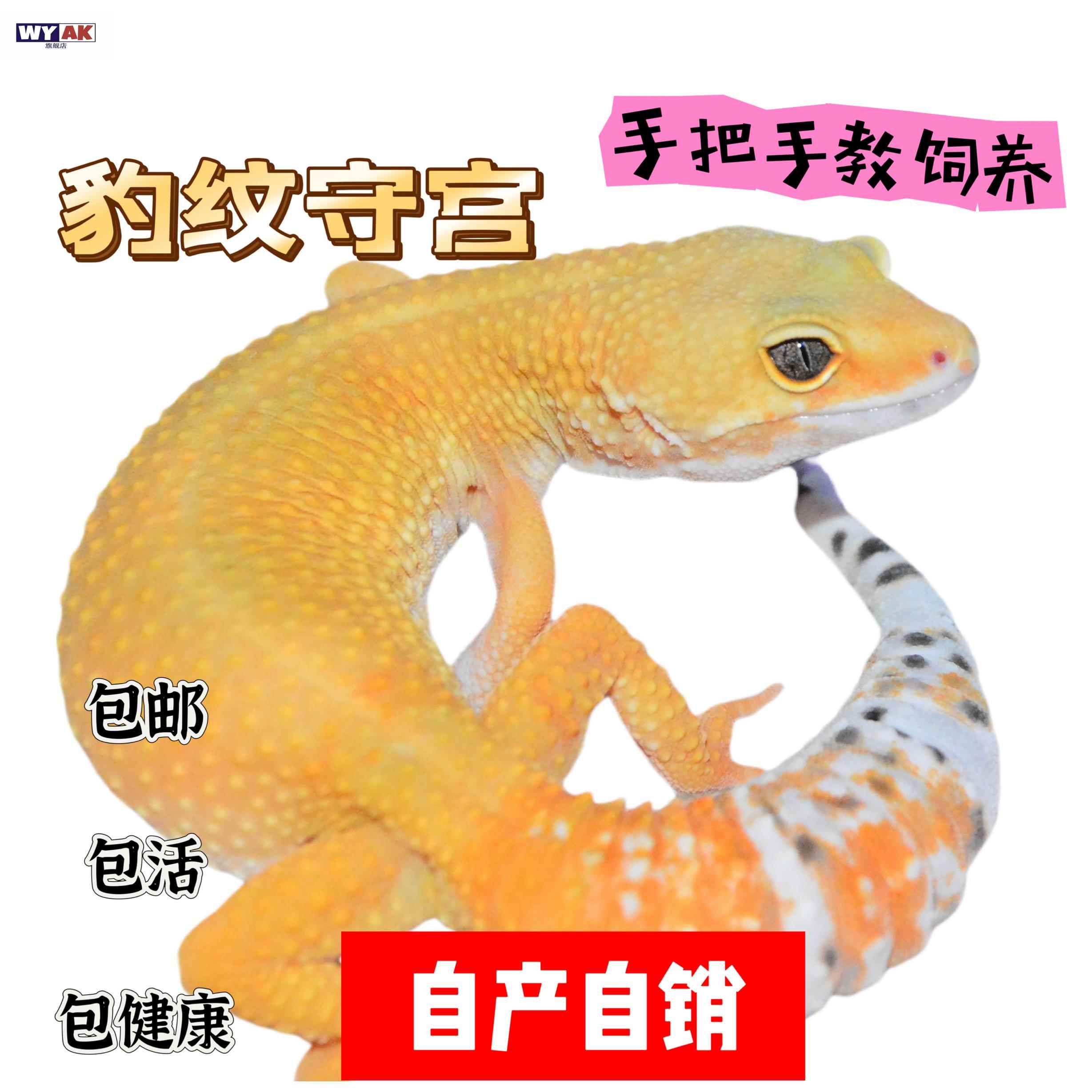 懒人养的宠物适合豹纹守宫活物新手入门可爱爬虫易养异宠小型