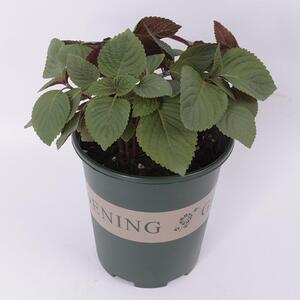 迷迭香百里香欧芹香茅鼠尾草薄荷牛至紫苏九层塔罗勒香草合集