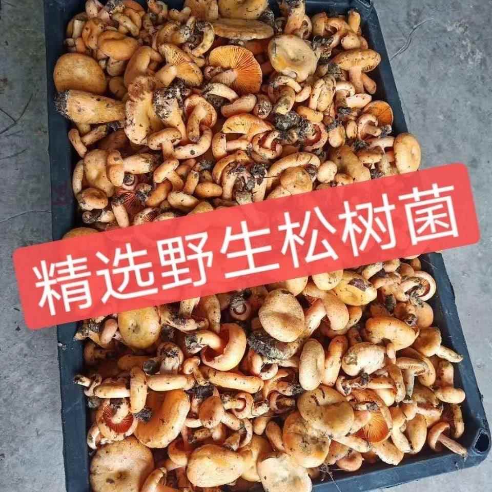 松树野蘑菇新鲜三九菌干松树菌松乳菇干枞菌寒菌乌枞菌乌菌谷熟菌