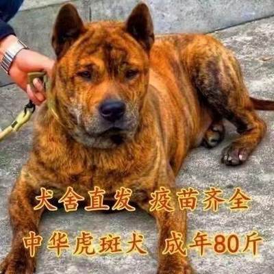 虎头虎斑狗土猎犬赶山犬巡山