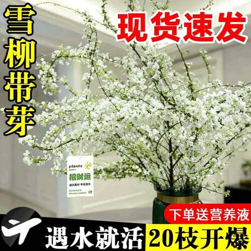 雪柳干枝鲜枝水养插花水培植物鲜花卉室内盆栽带花苞绿植龙柳好活