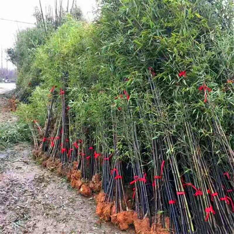 紫竹金镶玉竹青竹庭院植物四季常青北方耐寒绿化苗基地直发图片