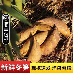 宜兴大冬笋竹海新鲜现挖农家野生小黄泥竹笋带壳时令蔬菜土特产