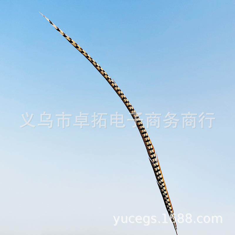 家鸡YMQ尾翎厂子天台然羽毛鸡地毛戏剧服装装饰舞装饰道具