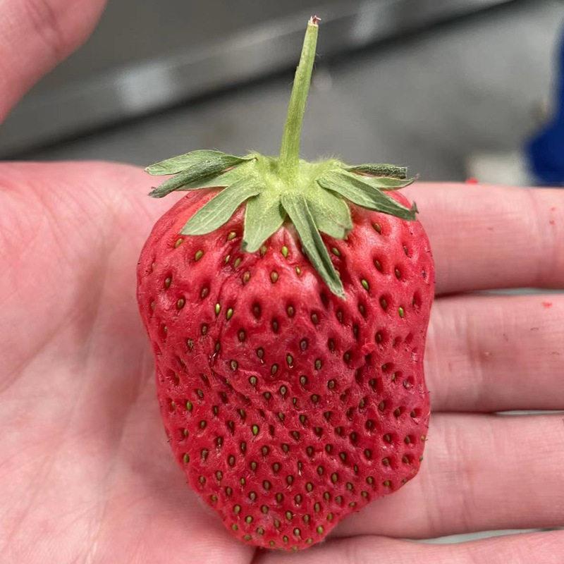 FD火龙果片香蕉冻干设备商用50平冷冻干燥机蓝莓草莓真空冻干机