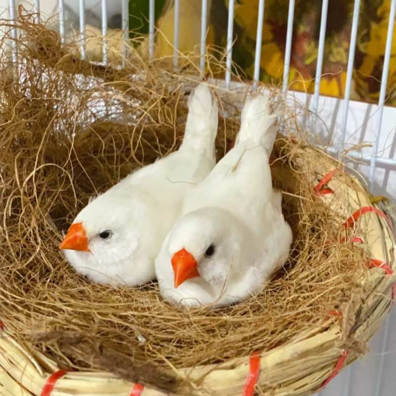 驼色珍珠鸟观赏鸟十姐妹保姆鸟白文鸟灰文鸟一对可繁殖可爱宠物鸟