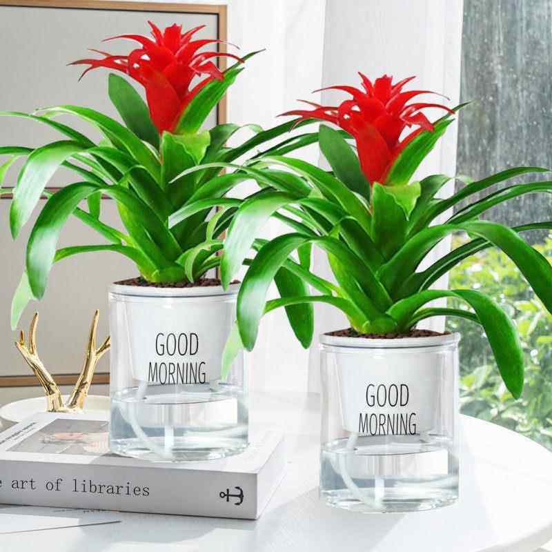 鸿运当头盆栽家养花卉植物室内客厅摆放的花四季好养活年宵花卉