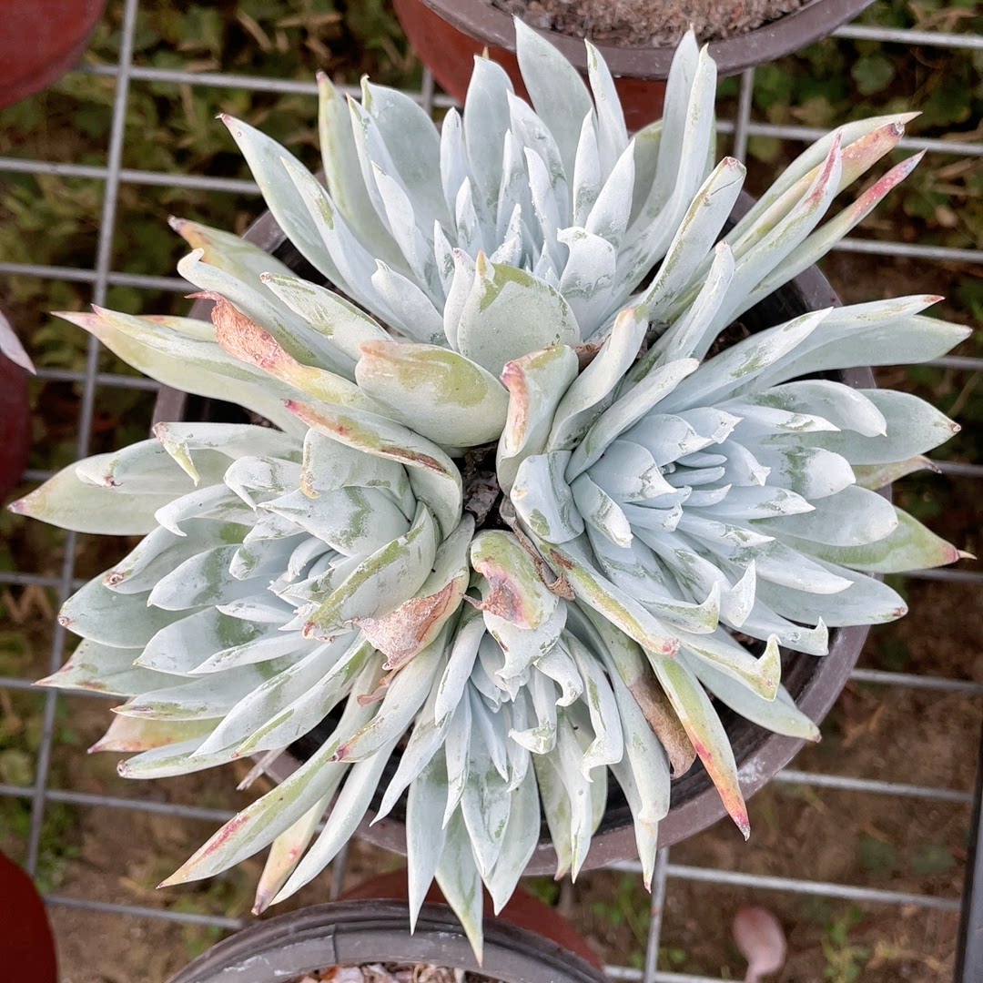 多肉植物仙女杯漠然依