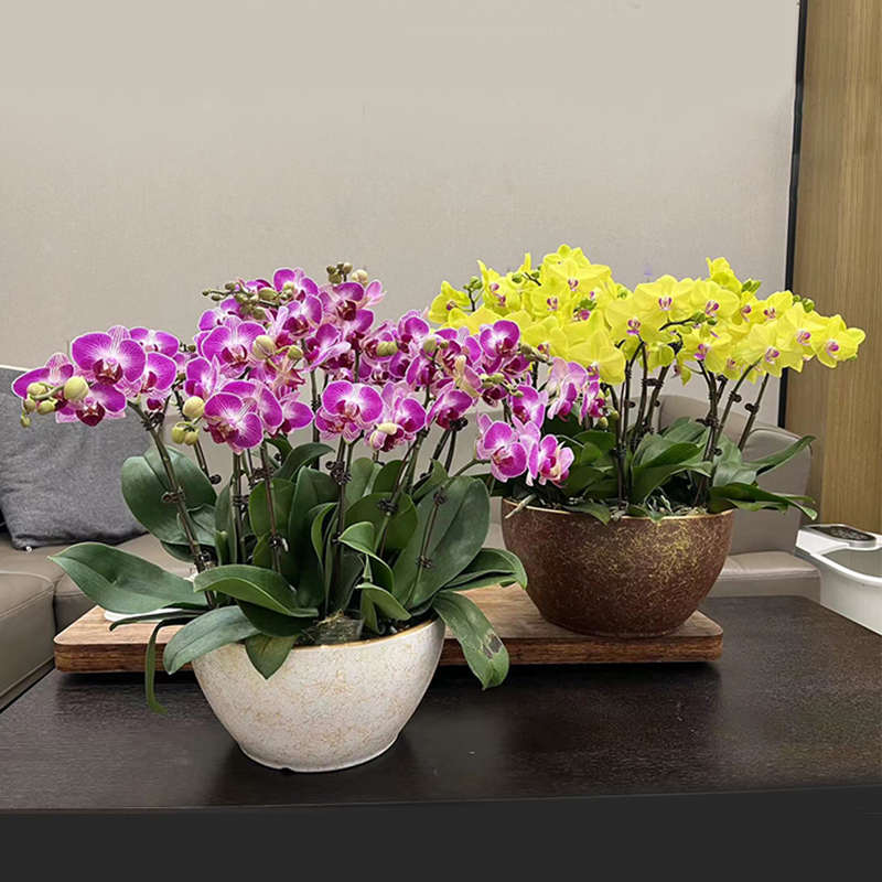 高端蝴蝶兰花盆专用套盆陶瓷家用盆栽矮盆大口径拼组轻奢兰花花盆图片