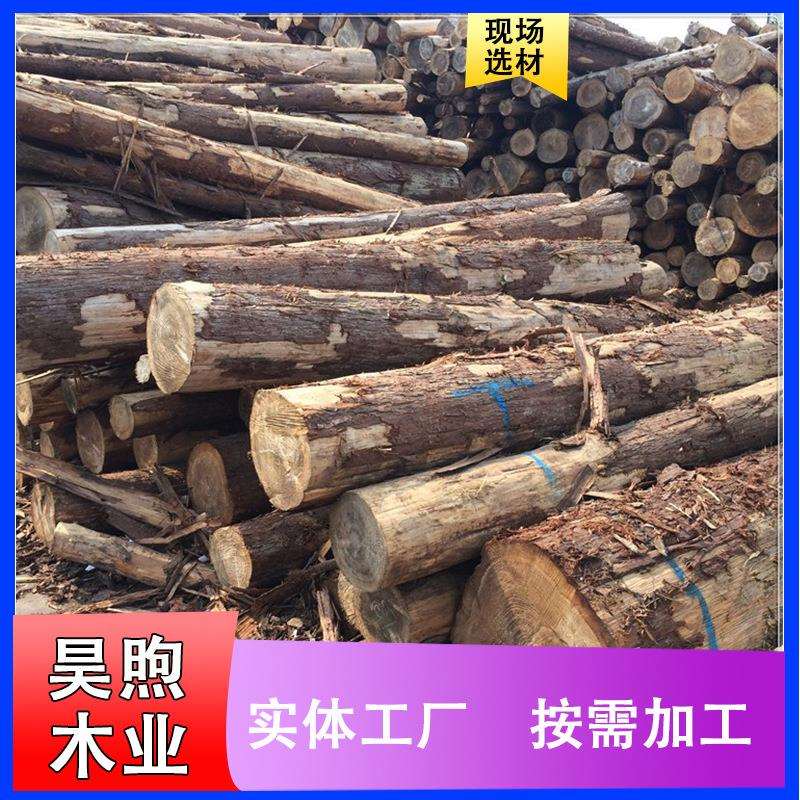 木板实木柳杉原木现货供应柳杉古建木材料木质杉木原木木材
