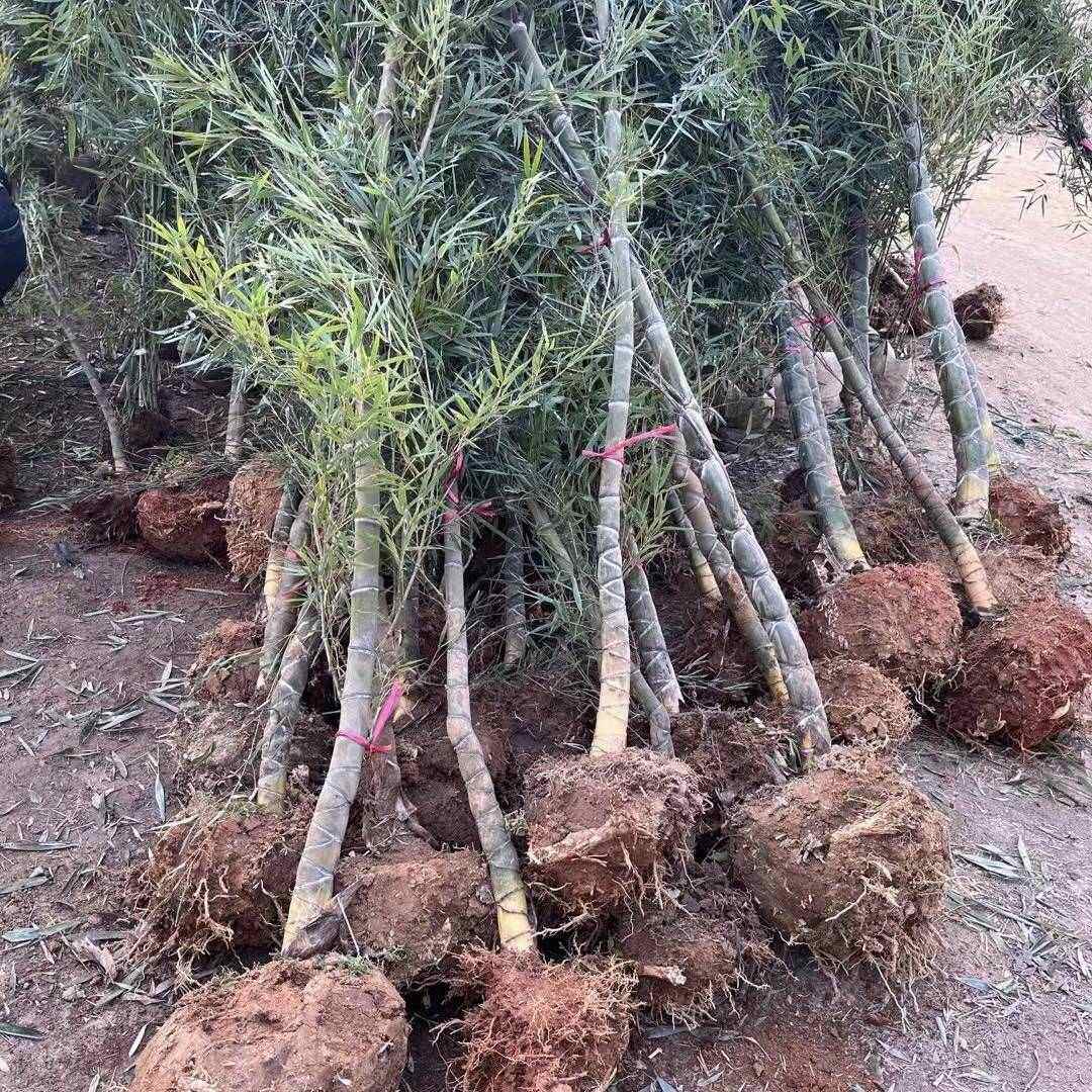 龟甲竹景观绿植庭院迎宾别墅地栽龟甲室内盆栽龙鳞竹苗耐寒植物