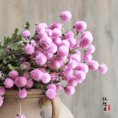 狂想者A级千日红4色全森系自然干花束真花店家居装饰插花diy