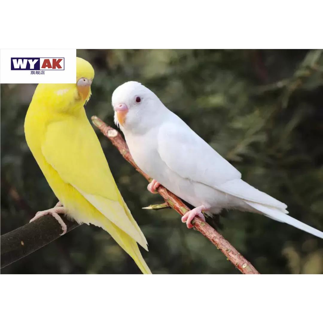 鹦鹉公母一对黄红眼白红眼宠物纯种纯色半毛雏鸟视频选鸟养殖基地