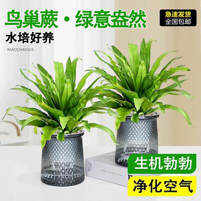 卷叶火焰鸟巢蕨办公室内喜阴绿植盆栽净化空气懒人好养花卉