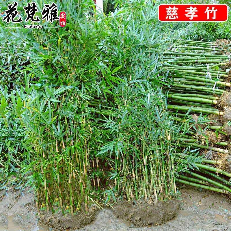 慈孝竹庭院造景竹观赏竹四季种植丛生大型窝竹阳台盆栽竹子苗