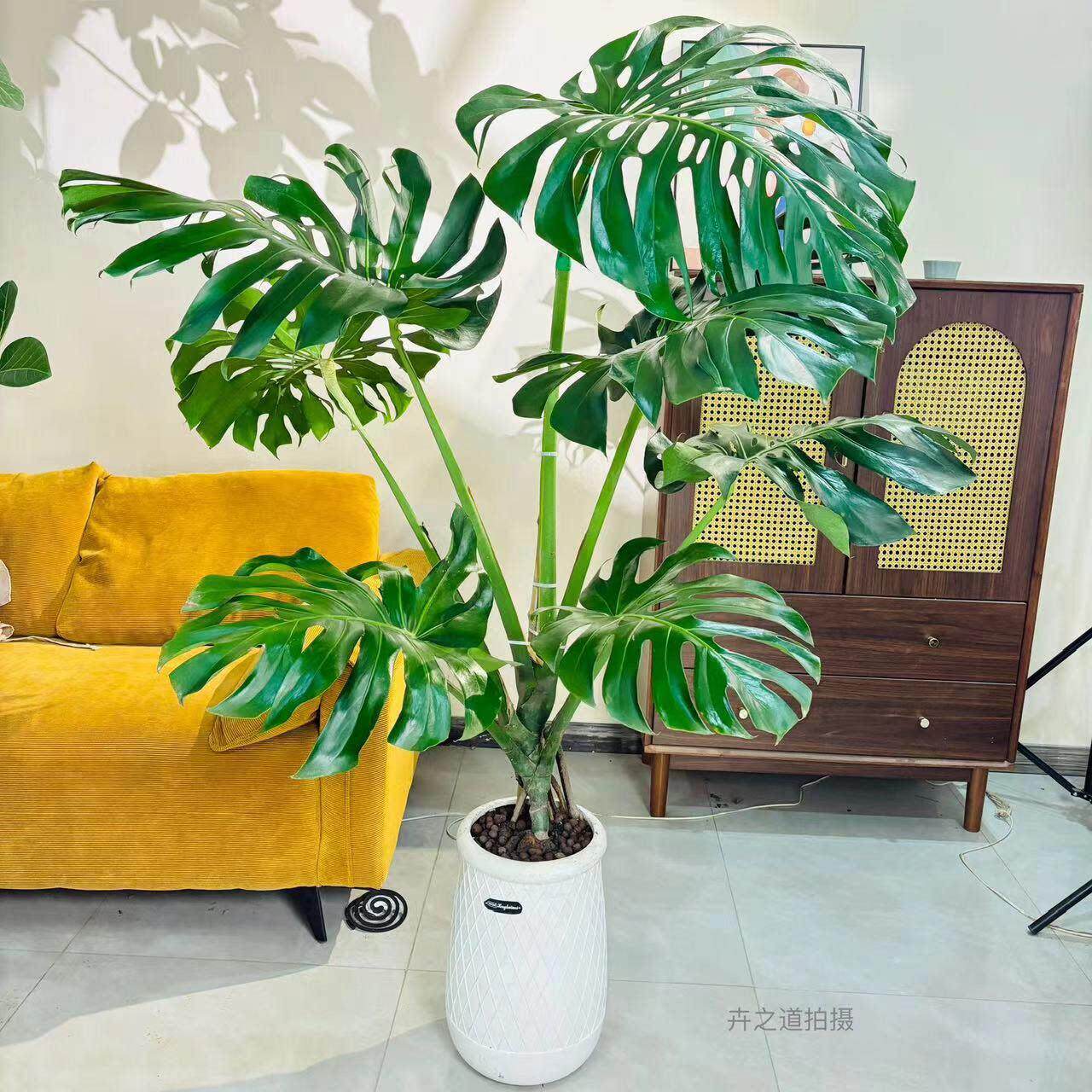 老桩龟背竹造型盆栽室内大型植物客厅办公司净化空气绿植北欧ins
