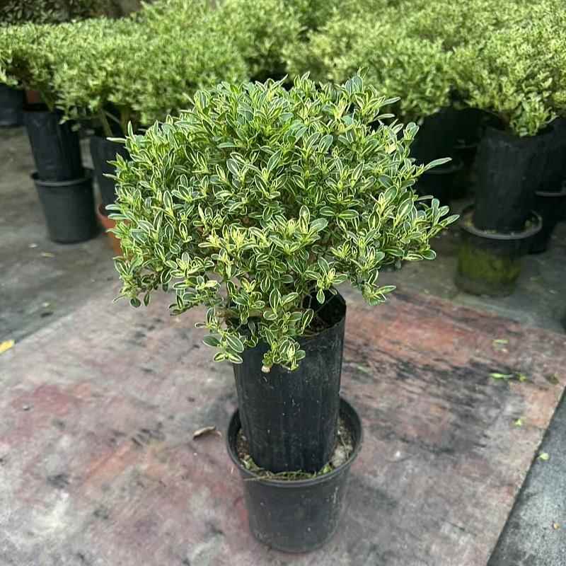 六月雪盆栽多年生木本盆景花卉花如白雪满天星耐热室内防辐射植物