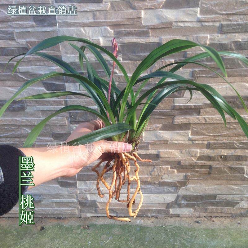 花香绿植小盆栽兰花 冬季带花苞苗-兰花-墨兰-桃姬室内花卉植物