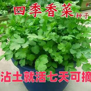 阳台大小叶香菜种子耐寒耐热蔬菜籽 四季 叶菜香菜种子老品种春秋季