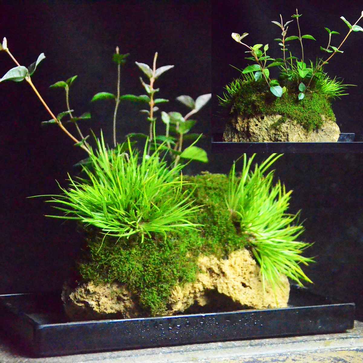 附石菖蒲吸水石配狼尾蕨盆栽室内桌面小盆景绿植苔藓微景观水培易