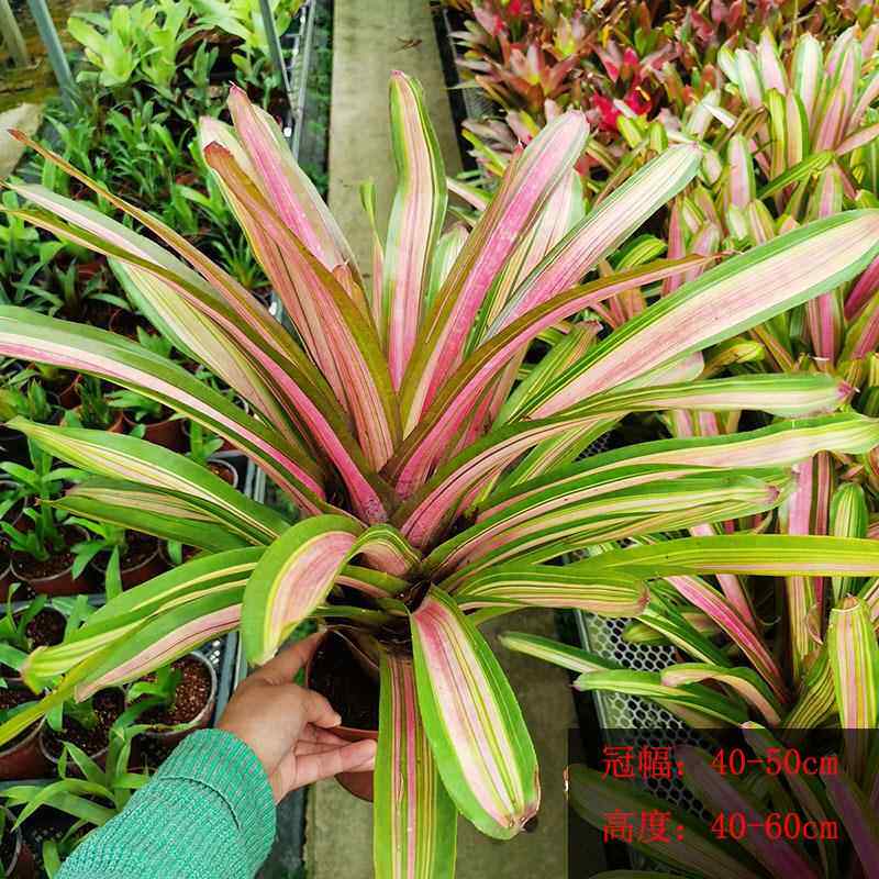 大红袍 琳达群空气凤梨江苏基地积水凤梨 彩叶凤梨变色龙红福红颜