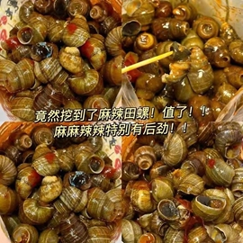 麻辣田螺开袋即食香辣螺蛳螺丝，肉口味嗦螺海鲜小吃熟食辣味袋装