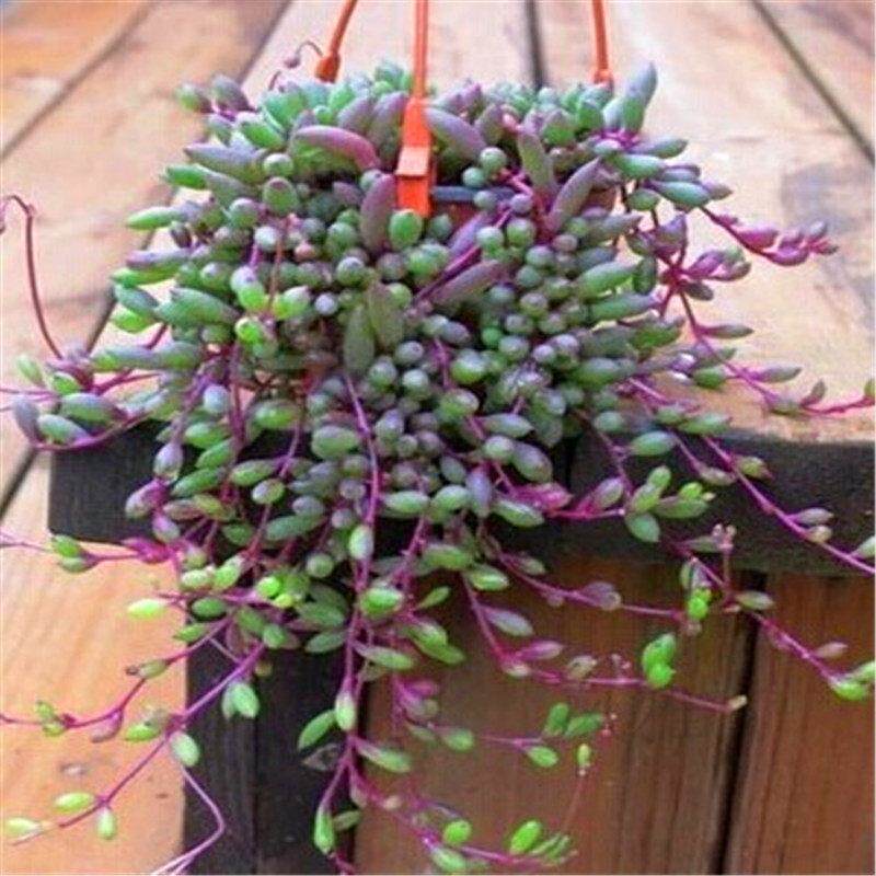 多肉植物紫玄月多肉吊兰佛珠花卉盆栽公室绿植防辐射吊兰爱之蔓