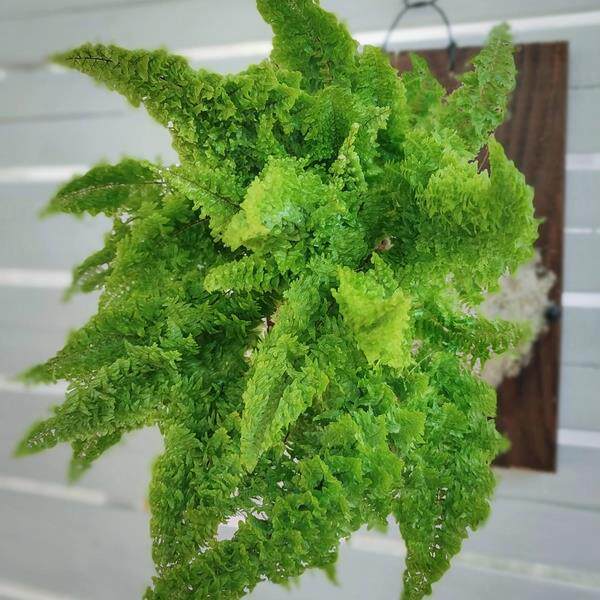 蕾丝肾蕨棉花糖蕨板植盆栽室内桌面绿植好养四季常青网红植物