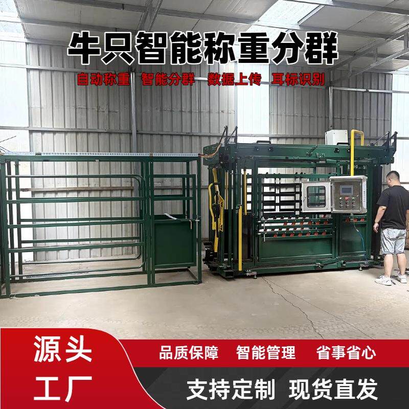 牛只智能称重三分群设备自动耳标识别无线传输肉牛体重监测全自动