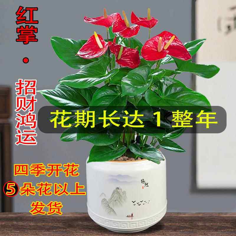 红掌盆公植栽四季开花绿植鸿运当头花卉内办室水培厂家直供好养物