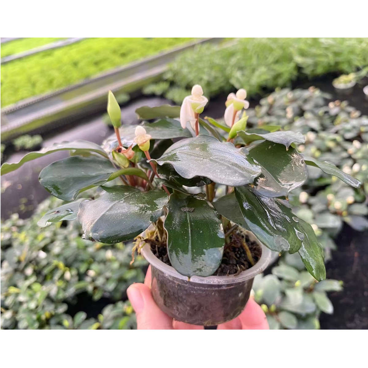 大叶水罗兰辣椒榕果冻杯鱼缸原生缸造景增氧阴性淡水活体水草植物