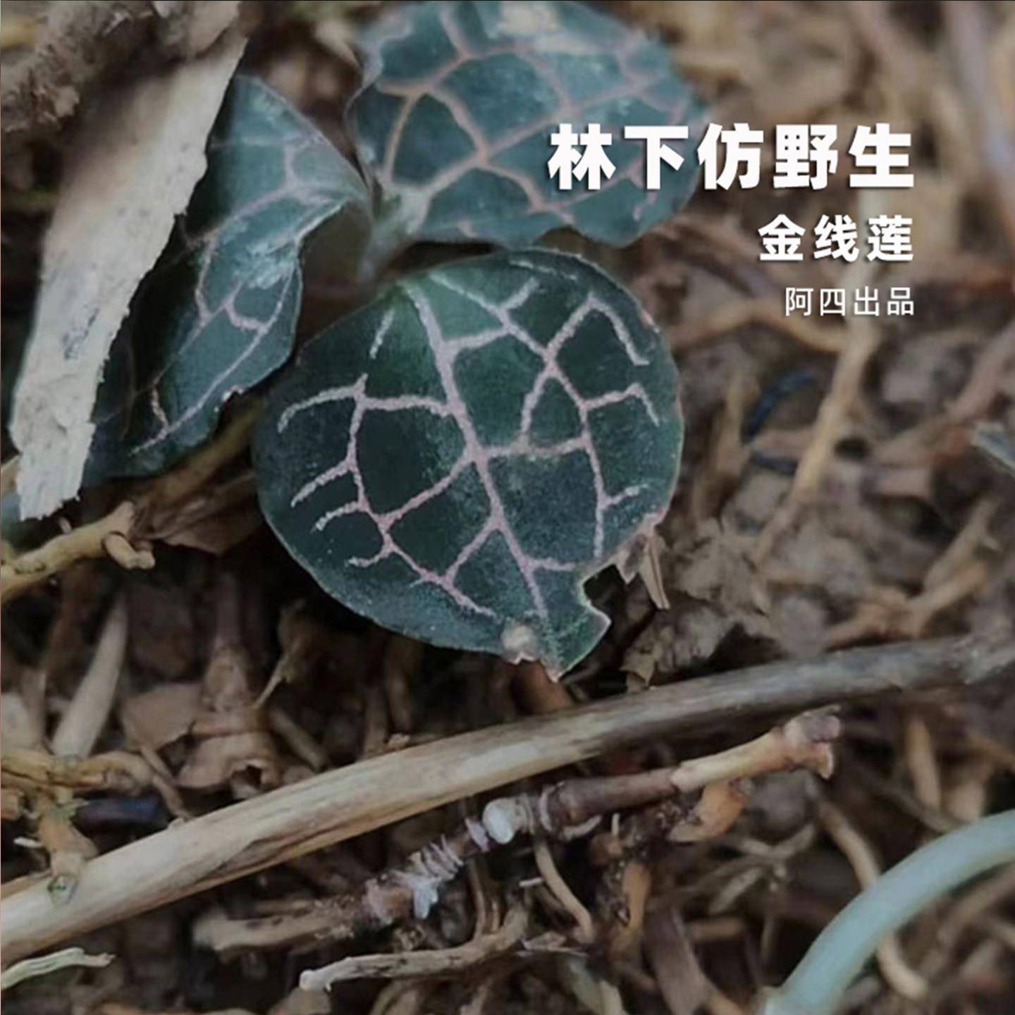 阿四出品 | 九州神草 福建林下 整株金线莲 50g 非大棚种植