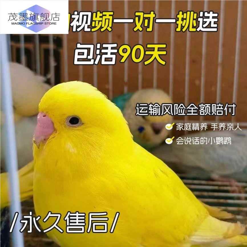鹦鹉活鸟一公一母大头虎皮手养会说话纯血大头雏鸟黄桃