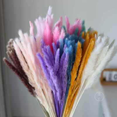 干花小芦苇干花厂家小拂尘蒲苇草兔尾草亚马逊热销侘寂风家居